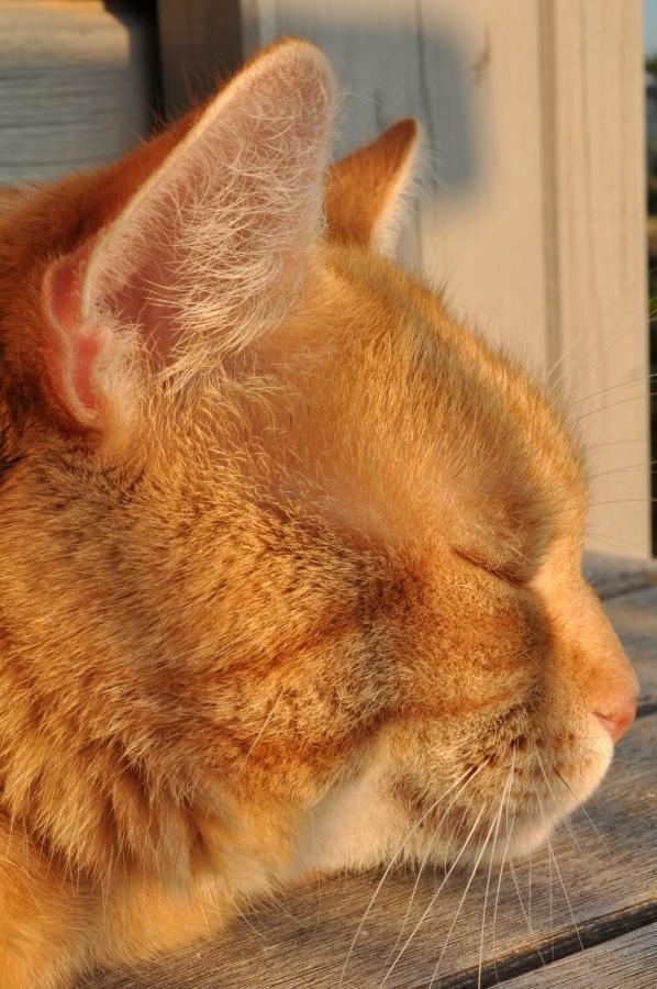 Ferienwohnung Roter Kater Am Nationalpark Eifel Bergbuir Exterior foto